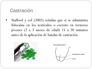 Castración
• Stafford y col (2002) señalan que si se administra
lidocaína en los testículos o escroto en terneros
jóvenes (2 a 3 meses de edad) 15 a 20 minutos
antes de la aplicación de bandas de castración
 