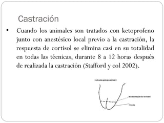 Castración
• Cuando los animales son tratados con ketoprofeno
junto con anestésico local previo a la castración, la
respuesta de cortisol se elimina casi en su totalidad
en todas las técnicas, durante 8 a 12 horas después
de realizada la castración (Stafford y col 2002).
 