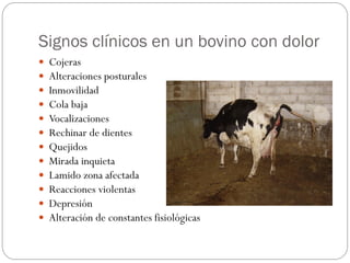 Signos clínicos en un bovino con dolor
 Cojeras
 Alteraciones posturales
 Inmovilidad
 Cola baja
 Vocalizaciones
 Rechinar de dientes
 Quejidos
 Mirada inquieta
 Lamido zona afectada
 Reacciones violentas
 Depresión
 Alteración de constantes fisiológicas
 
