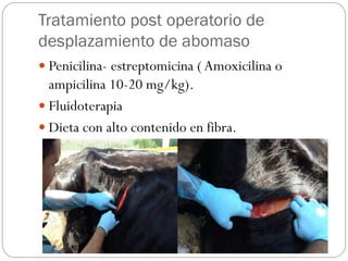 Tratamiento post operatorio de
desplazamiento de abomaso
 Penicilina- estreptomicina ( Amoxicilina o
ampicilina 10-20 mg/kg).
 Fluidoterapia
 Dieta con alto contenido en fibra.
 