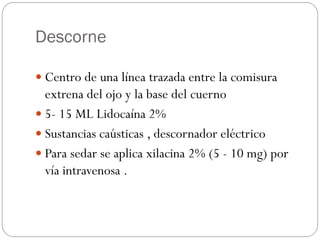 Descorne
 Centro de una línea trazada entre la comisura
extrena del ojo y la base del cuerno
 5- 15 ML Lidocaína 2%
 Sustancias caústicas , descornador eléctrico
 Para sedar se aplica xilacina 2% (5 - 10 mg) por
vía intravenosa .
 