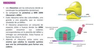 Clase 4 GENETICA : Acidos Nucleicos 2023 Primera parte.pdf