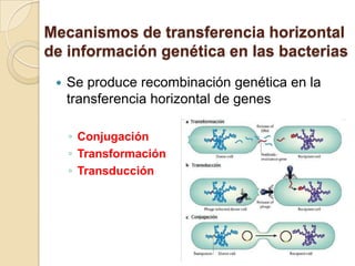 Mecanismos de transferencia horizontal
de información genética en las bacterias
    Se produce recombinación genética en la
     transferencia horizontal de genes

     ◦ Conjugación
     ◦ Transformación
     ◦ Transducción
 