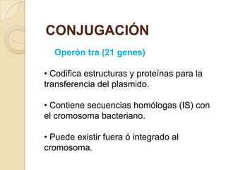 CONJUGACIÓN
  Operón tra (21 genes)

• Codifica estructuras y proteínas para la
transferencia del plasmido.

• Contiene secuencias homólogas (IS) con
el cromosoma bacteriano.

• Puede existir fuera ó integrado al
cromosoma.
 