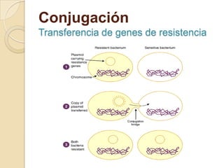 Conjugación
Transferencia de genes de resistencia
 