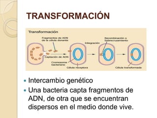 TRANSFORMACIÓN




 Intercambio genético
 Una bacteria capta fragmentos de
  ADN, de otra que se encuentran
  dispersos en el medio donde vive.
 