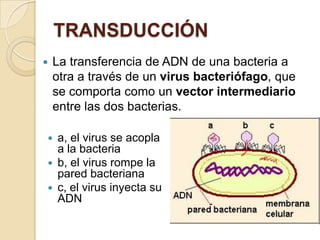 TRANSDUCCIÓN
   La transferencia de ADN de una bacteria a
    otra a través de un virus bacteriófago, que
    se comporta como un vector intermediario
    entre las dos bacterias.

   a, el virus se acopla
    a la bacteria
   b, el virus rompe la
    pared bacteriana
   c, el virus inyecta su
    ADN
 