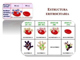 ESTRUCTURA
ERITROCITARIA
 
