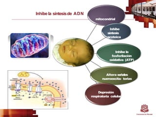 Inhibe la síntesisde ADN
mitocondrial
Inhibe
síntesis
proteica
Inhibe la
fosforilación
oxidativa (ATP)
Altera señales
nueroexcita- torias
Depresión
respiratoria celular
 