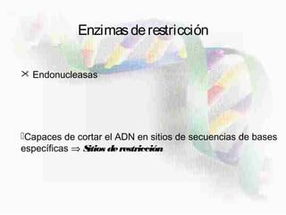 Enzimasderestricción
 Endonucleasas
Capaces de cortar el ADN en sitios de secuencias de bases
específicas ⇒ Sitios derestricción
 