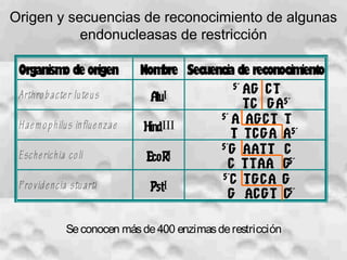 Origen y secuencias de reconocimiento de algunas
endonucleasas de restricción
Organismo de origen Nombre Secuencia de reconocimiento
Arthrobacter luteus AluI
5´AG CT
TC GA5´
Haemophilus influenzae HindIII
5´A AGCT T
T TCGA A5´
Escherichia coli EcoRI
5´G AATT C
C TTAA G5´
Providencia stuarti PstI
5´C TGCA G
G ACGT C5´
Seconocen másde400 enzimasderestricción
 