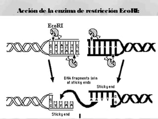 Acción de la enzima de restricción EcoRI:
 