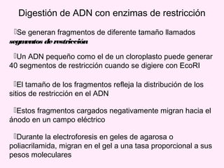 Digestión de ADN con enzimas de restricción
Se generan fragmentos de diferente tamaño llamados
segmentos derestricción
El tamaño de los fragmentos refleja la distribución de los
sitios de restricción en el ADN
Estos fragmentos cargados negativamente migran hacia el
ánodo en un campo eléctrico
Durante la electroforesis en geles de agarosa o
poliacrilamida, migran en el gel a una tasa proporcional a sus
pesos moleculares
Un ADN pequeño como el de un cloroplasto puede generar
40 segmentos de restricción cuando se digiere con EcoRI
 