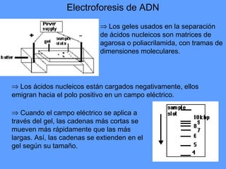 Electroforesis de ADN
⇒ Los geles usados en la separación
de ácidos nucleicos son matrices de
agarosa o poliacrilamida, con tramas de
dimensiones moleculares.
⇒ Los ácidos nucleicos están cargados negativamente, ellos
emigran hacia el polo positivo en un campo eléctrico.
⇒ Cuando el campo eléctrico se aplica a
través del gel, las cadenas más cortas se
mueven más rápidamente que las más
largas. Así, las cadenas se extienden en el
gel según su tamaño.
 