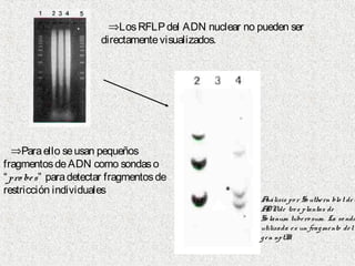⇒LosRFLPdel ADN nuclear no pueden ser
directamentevisualizados.
⇒Paraello seusan pequeños
fragmentosdeADN como sondaso
“pro bes” paradetectar fragmentosde
restricción individuales
Análisis po r So uthern blo t del
ADNde tres plantas de
So lanum tubero sum. La so nda
utilizada es un fragmento del
gen nptII
 