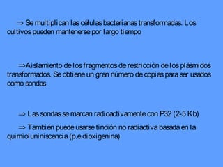 ⇒ Lassondassemarcan radioactivamentecon P32 (2-5 Kb)
⇒ También puedeusarsetinción no radiactivabasadaen la
quimioluniniscencia(p.e.dioxigenina)
⇒Aislamiento delosfragmentosderestricción delosplásmidos
transformados. Seobtieneun gran número decopiasparaser usados
como sondas
⇒ Semultiplican lascélulasbacterianastransformadas. Los
cultivospueden mantenersepor largo tiempo
 