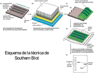 Esquemadelatécnicade
Southern Blot
 