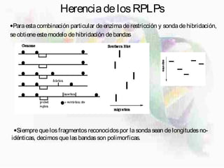 HerenciadelosRPLPs
•Siemprequelosfragmentosreconocidospor lasondasean delongitudesno-
idénticas, decimosquelasbandasson polimorficas.
•Paraestacombinación particular deenzimaderestricción y sondadehibridación,
seobtieneestemodelo dehibridación debandas
 