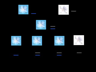 Flor celeste Flor blanca
Padres
homo cigo tas
Co lo r de flo r
celeste
do minante
RR rr
Rr
RR Rr Rr rr
6 Kb
8 Kb
F1
6 Kb
8 Kb
6 Kb
8 Kb
6 Kb
8 Kb
F2
Lo s RFLPs so n co do minantes
 