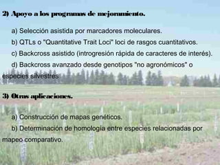 3) Otras aplicaciones.
a) Construcción de mapas genéticos.
b) Determinación de homología entre especies relacionadas por
mapeo comparativo.
2) Apoyo a los programas de mejoramiento.
a) Selección asistida por marcadores moleculares.
b) QTLs o "Quantitative Trait Loci" loci de rasgos cuantitativos.
c) Backcross asistido (introgresión rápida de caracteres de interés).
d) Backcross avanzado desde genotipos "no agronómicos" o
especies silvestres
 