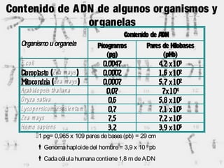 Contenido de ADN de algunos organismos y
organelas
Contenido de ADN
Picogramos Pares de KilobasesOrganismo u organela
(pg) (pKb)
E.coli 0,0047 4,2x103
Cloroplasto (Zea m ays) 0,0002 1,6 x102
Mitocondria (Zea m ays) 0,0007 5,7x102
Arabidopsis thaliana 0,07 7x104
Oryza sativa 0,6 5,8x105
Lycopersicum esculentum 0,7 7,1 x105
Zea m ays 7,5 7,2x106
Homo sapiens 3,2 3,9x106
1 pg= 0,965 x 109 paresdebases(pb) = 29 cm
Genomahaploidedel hombre= 3,9 x 10 6
pb
Cadacélulahumanacontiene1,8 m deADN
 