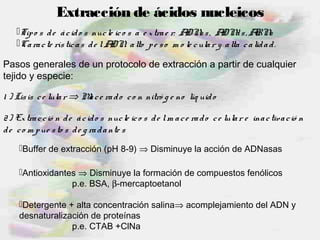 Extracción de ácidos nucleicos
Tipo s de ácido s nucle ico s a e xtrae r: ADNss, ADNds, ARNs
Caracte rísticas de lADN: alto pe so m o le cular y alta calidad.
Pasos generales de un protocolo de extracción a partir de cualquier
tejido y especie:
2) Extracció n de ácido s nucle ico s de lm ace rado ce lular e inactivació n
de co m pue sto s de g radante s
1 ) Lisis ce lular ⇒ Mace rado co n nitró g e no líq uido
Buffer de extracción (pH 8-9) ⇒ Disminuye la acción de ADNasas
Antioxidantes ⇒ Disminuye la formación de compuestos fenólicos
p.e. BSA, β-mercaptoetanol
Detergente + alta concentración salina⇒ acomplejamiento del ADN y
desnaturalización de proteínas
p.e. CTAB +ClNa
 