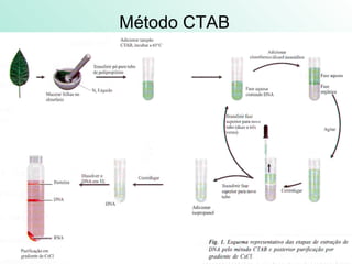 Método CTAB
 