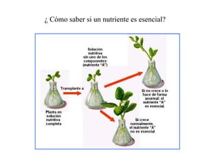 ¿ Cómo saber si un nutriente es esencial? 