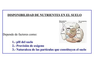 DISPONIBILIDAD DE NUTRIENTES EN EL SUELO Depende de factores como: 1.- pH del suelo 2.- Provisión de oxígeno 3.- Naturaleza de las partículas que constituyen el suelo 
