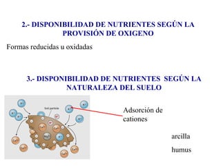 2.- DISPONIBILIDAD DE NUTRIENTES SEGÚN LA PROVISIÓN DE OXIGENO Formas reducidas u oxidadas 3.- DISPONIBILIDAD DE NUTRIENTES  SEGÚN LA NATURALEZA DEL SUELO arcilla humus Adsorción de cationes 