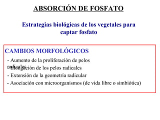ABSORCIÓN DE FOSFATO Estrategias biológicas de los vegetales para captar fosfato - Extensión de la geometría radicular CAMBIOS MORFOLÓGICOS - Aumento de la proliferación de pelos radicales - Elongación de los pelos radicales - Asociación con microorganismos (de vida libre o simbiótica) 