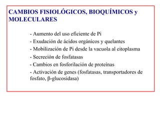 - Cambios en fosforilación de proteínas - Activación de genes (fosfatasas, transportadores de fosfato,  β -glucosidasa) CAMBIOS FISIOLÓGICOS, BIOQUÍMICOS y  MOLECULARES - Aumento del uso eficiente de Pi - Exudación de ácidos orgánicos y quelantes - Mobilización de Pi desde la vacuola al citoplasma - Secreción de fosfatasas 