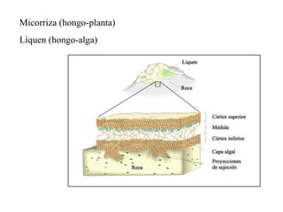 Micorriza (hongo-planta) Líquen (hongo-alga) 