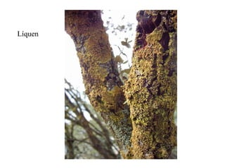 Líquen 