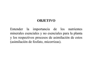 OBJETIVO Entender la importancia de los nutrientes minerales esenciales y no esenciales para la planta y los respectivos procesos de asimilación de estos (asimilación de fosfato, micorrizas). 