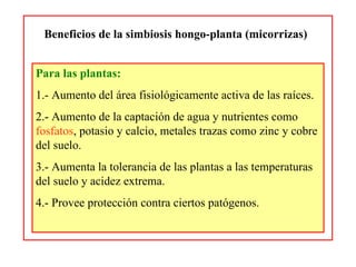 Beneficios de la simbiosis hongo-planta (micorrizas) Para las plantas: 1.- Aumento del área fisiológicamente activa de las raíces. 2.- Aumento de la captación de agua y nutrientes como  fosfatos , potasio y calcio, metales trazas como zinc y cobre del suelo. 3.- Aumenta la tolerancia de las plantas a las temperaturas del suelo y acidez extrema. 4.- Provee protección contra ciertos patógenos. 