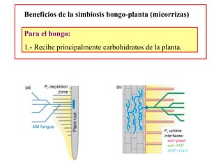 Beneficios de la simbiosis hongo-planta (micorrizas) Para el hongo: 1.- Recibe principalmente carbohidratos de la planta. 