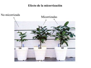 Efecto de la micorrización No micorrizada Micorrizadas 
