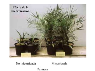 No micorrizada  Micorrizada  Palmera  Efecto de la micorrización  