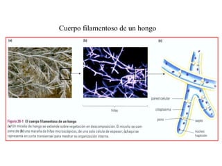 Cuerpo filamentoso de un hongo 
