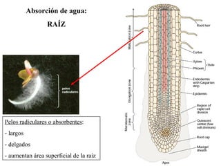 Absorción de agua: RAÍZ Pelos radiculares o absorbentes : - largos - delgados - aumentan área superficial de la raíz 