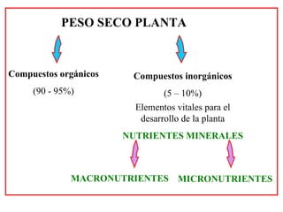 PESO SECO PLANTA Compuestos orgánicos (90 - 95%) Compuestos inorgánicos (5 – 10%) Elementos vitales para el desarrollo de la planta NUTRIENTES MINERALES MACRONUTRIENTES MICRONUTRIENTES 