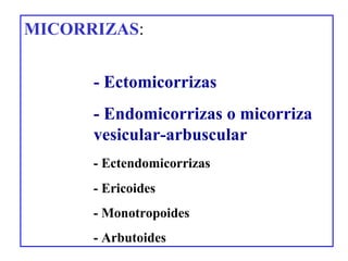 MICORRIZAS : - Ectomicorrizas - Endomicorrizas o micorriza  vesicular-arbuscular - Ectendomicorrizas - Ericoides - Monotropoides - Arbutoides 