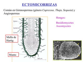 ECTOMICORRIZAS Común en Gimnospermas (género  Cupressus, Thuja, Sequoia ) y Angiospermas Manto Malla de Hartig Hongos:  Basidiomycetes  Ascomycetes 