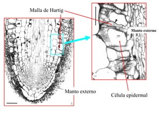 Manto externo Manto externo Malla de Hartig Célula epidermal 