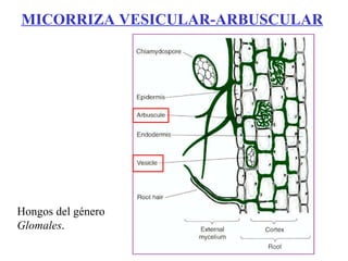 Hongos del género  Glomales . MICORRIZA VESICULAR-ARBUSCULAR 