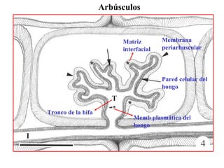 Tronco de la hifa Membrana periarbuscular Matriz interfacial Pared celular del hongo Memb plasmática del hongo Arbúsculos 