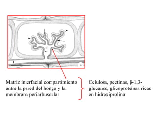 Matriz interfacial compartimiento entre la pared del hongo y la membrana periarbuscular Celulosa, pectinas,  β -1,3-glucanos, glicoproteínas ricas en hidroxiprolina 