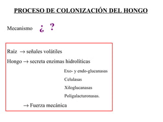PROCESO DE COLONIZACIÓN DEL HONGO Mecanismo  ¿   ? Raíz    señales volátiles Hongo    secreta enzimas hidrolíticas    Exo- y endo-glucanasas   Celulasas   Xiloglucanasas   Poligalacturonasas.    Fuerza mecánica 