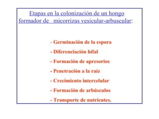 Etapas en la colonización de un hongo formador de  micorrizas vesicular-arbuscular :   -  Germinación de la espora   - Diferenciación hifal - Formación de apresorios - Penetración a la raíz - Crecimiento intercelular - Formación de arbúsculos - Transporte de nutrientes. 